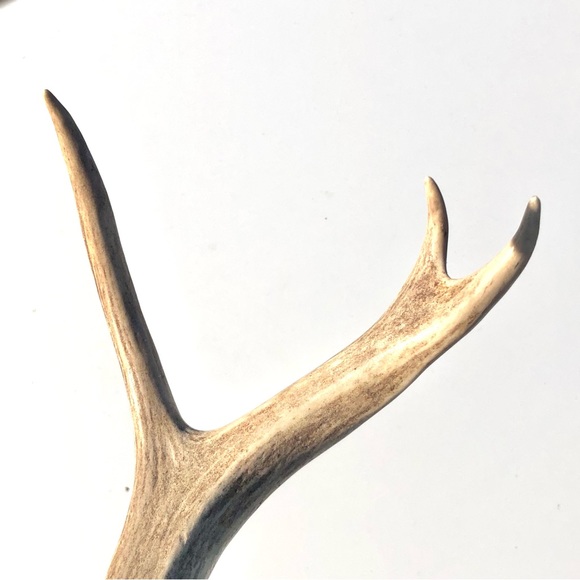 Deer Antlers - Picture 6 of 15